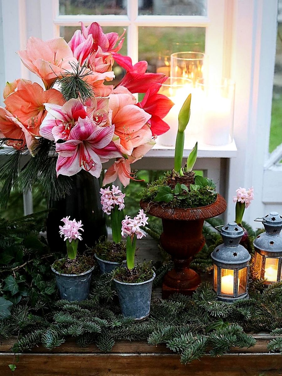 Amaryllis for the Christmas Season Amaryllis for the Christmas Season