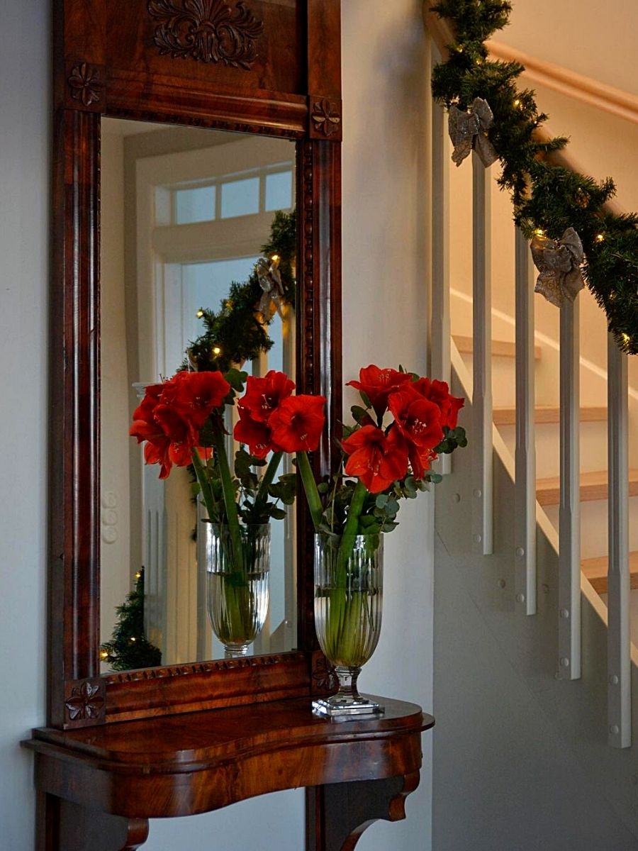 Amaryllis for the Christmas Season Amaryllis flowers are used popularly for chrismas decoration