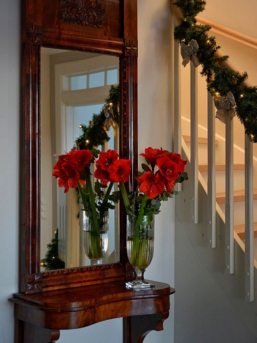 Uniqueness of Amaryllis for the Christmas Season