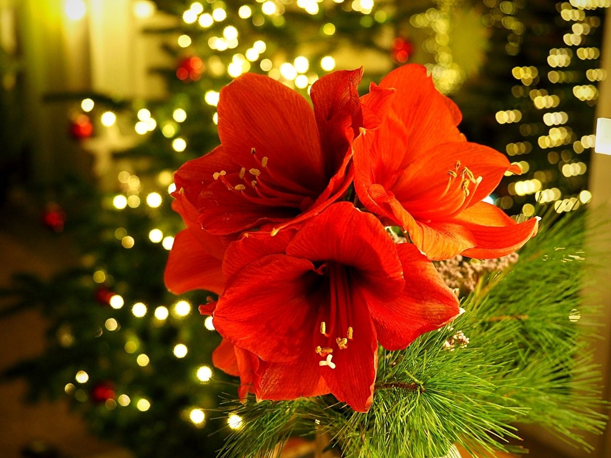 Amaryllis flowers Using Amaryllis for Christmas decoration
