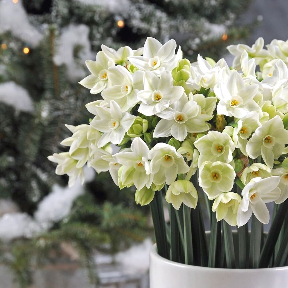 Narcissus paperwhite flowers for Christmas Narcissus paperwhite flowers for Christmas