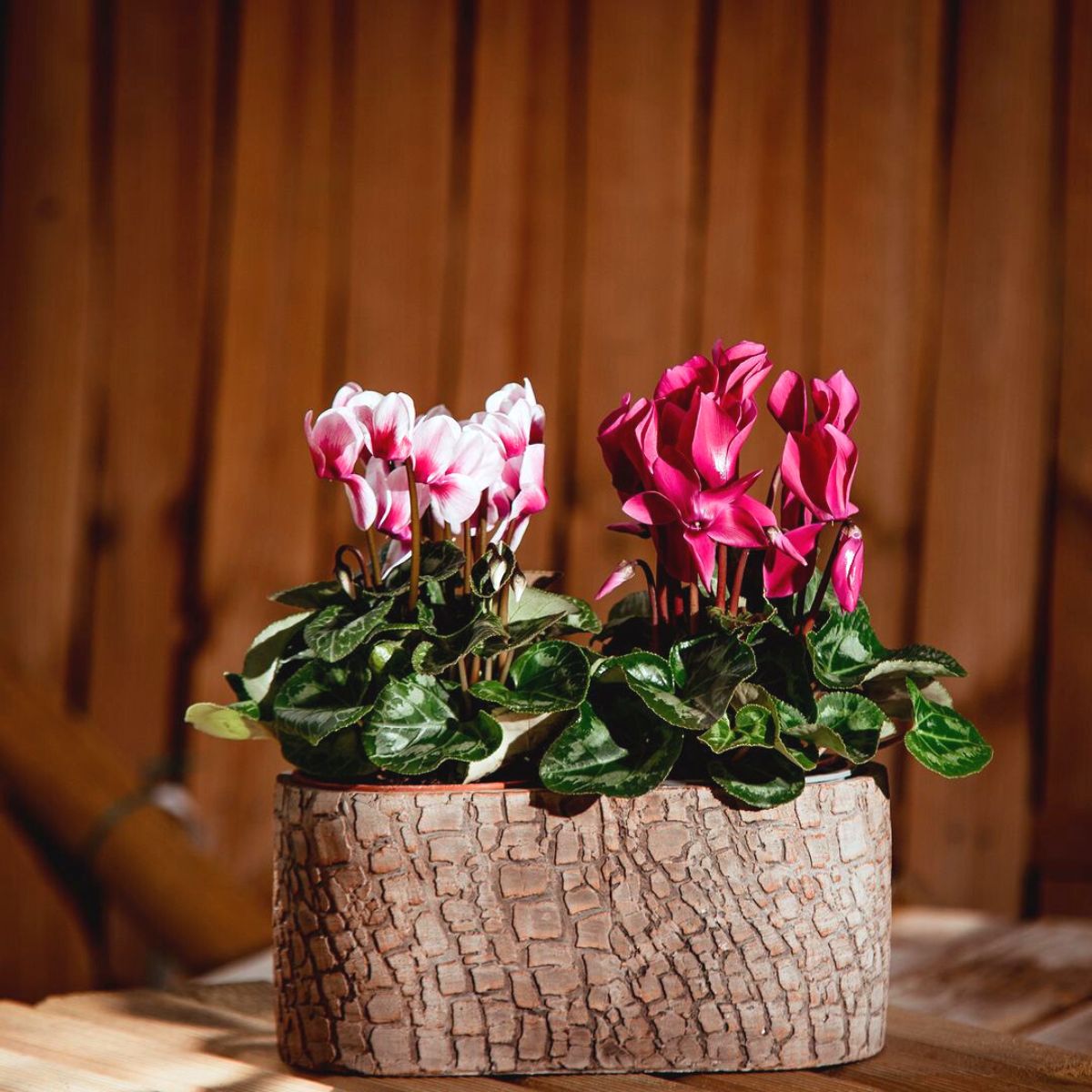 Ways to use ciclamen flowers for Christmas decor Ways to use ciclamen flowers for Christmas decor