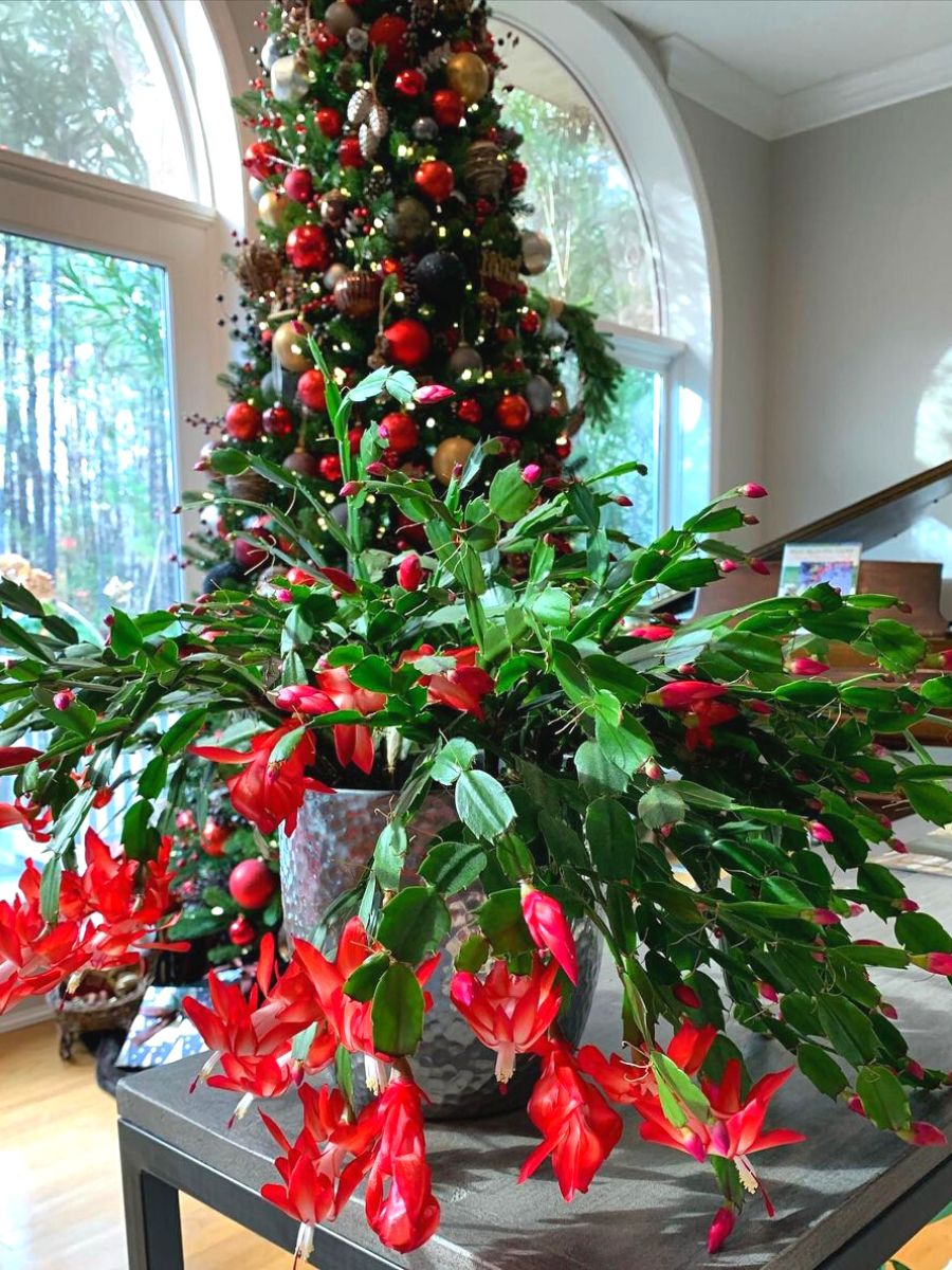 Christmas cactus with Christmas tree