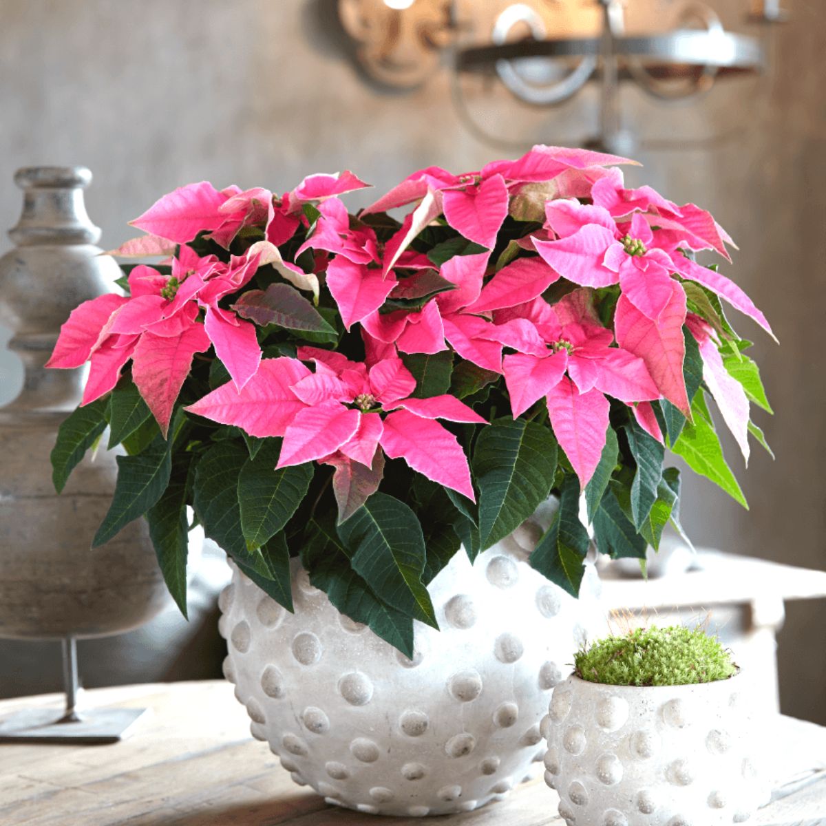Princettia in hot pink by MNP Suntory Princettia in hot pink by MNP Suntory