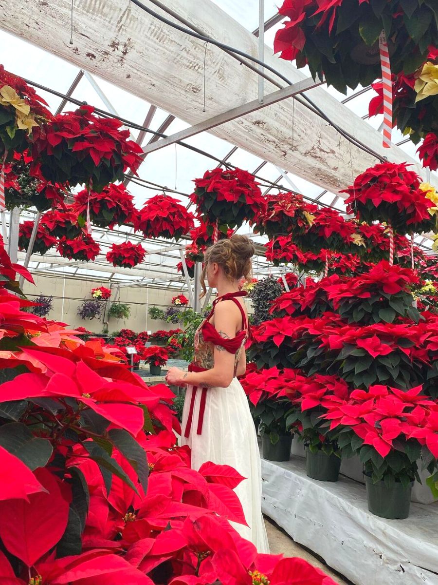 The official Christmas flower is the poinsettia The official Christmas flower is the poinsettia