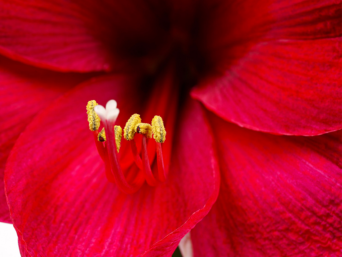 Red Amaryllis close up by Decorum Company Red Amaryllis close up shot by Vreugdenhil Bulbs & Plants from Decorum