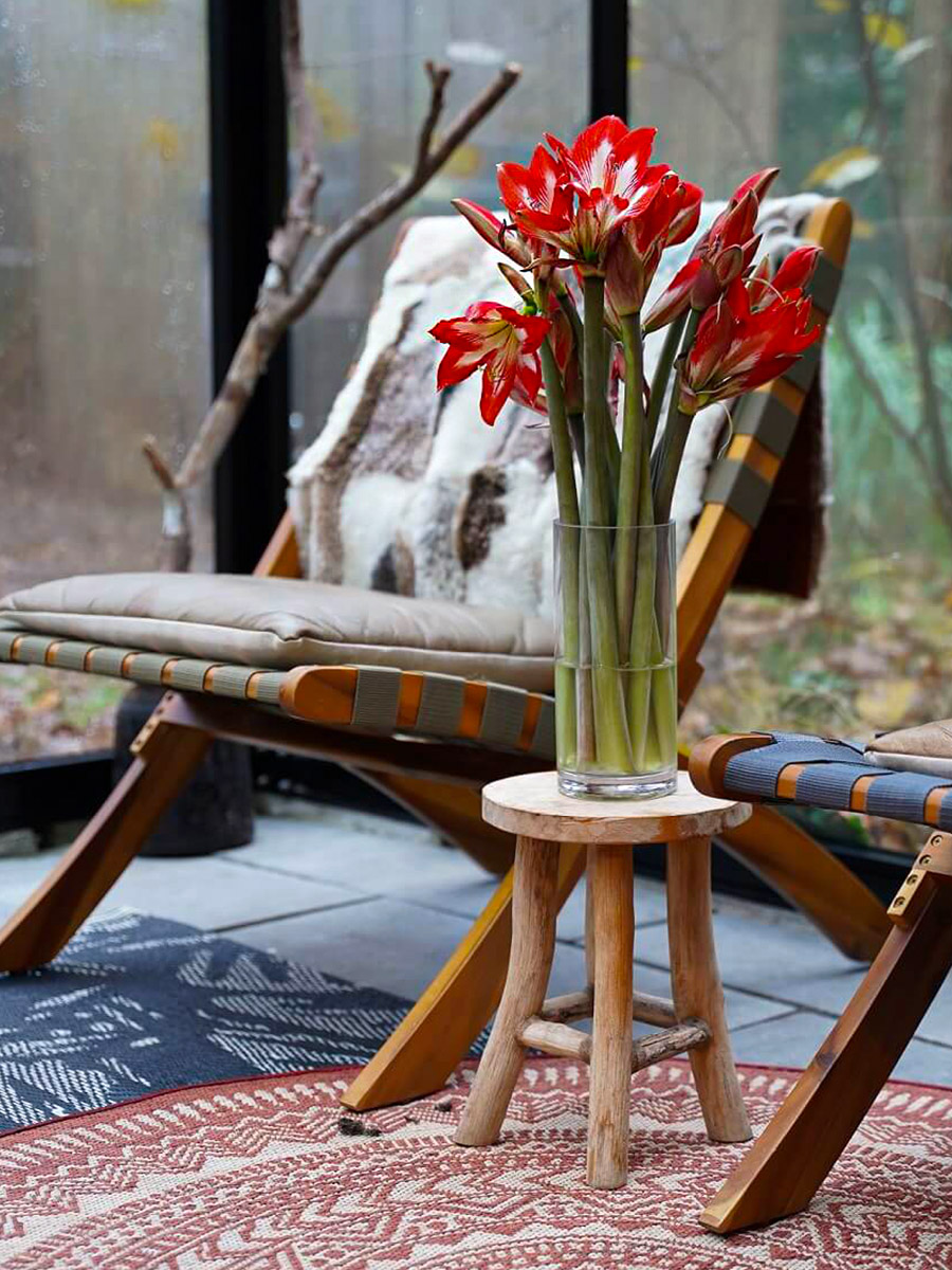 Red white Amaryllis by Decorum Company Red white Amaryllis by Decorum Company