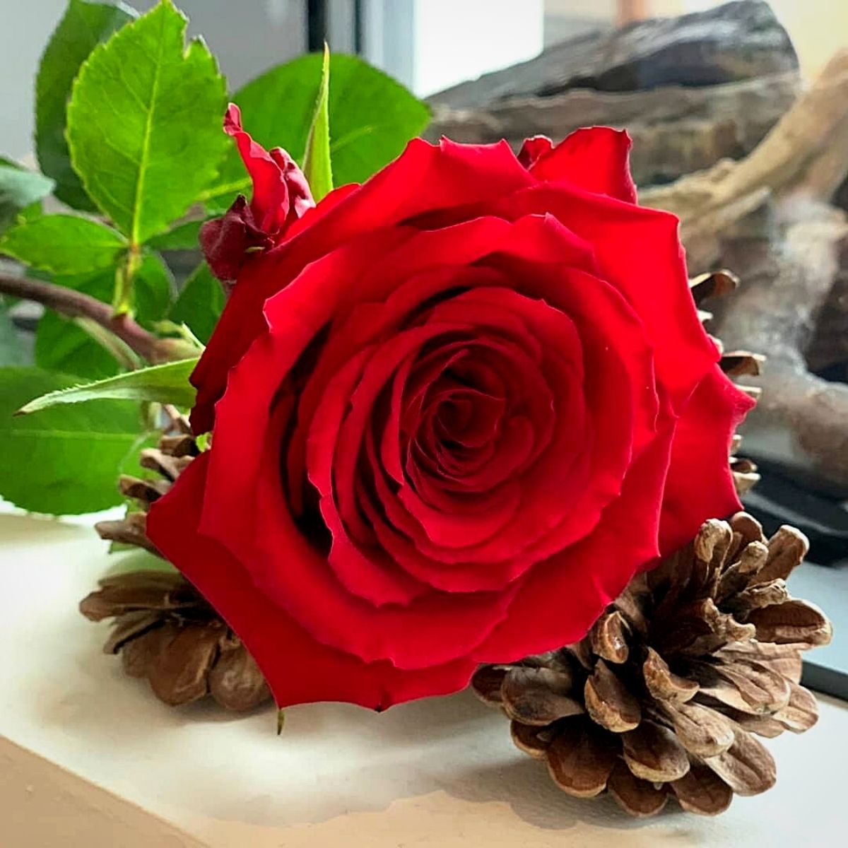 Most Beautiful Red Roses for Christmas