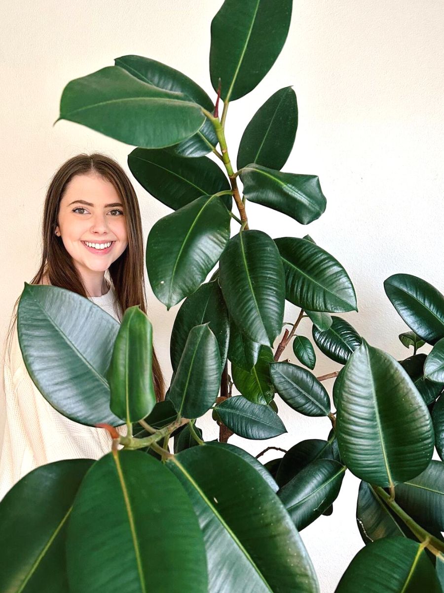 A happy owner with her Ficus Elastica A happy owner with her Ficus Elastica