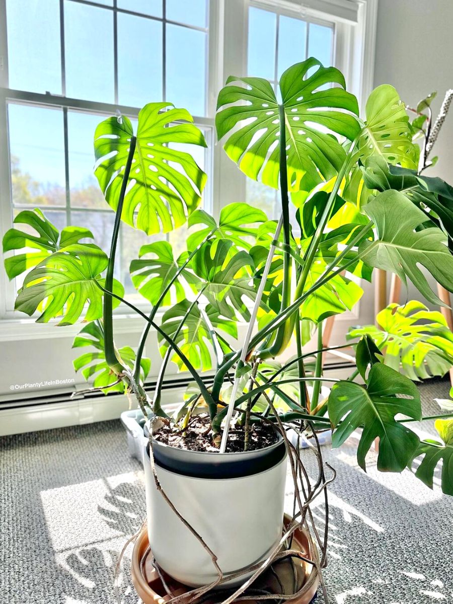Monstera is the perfect plant for a Scandinavian interior Monstera is the perfect plant for a Scandinavian interior