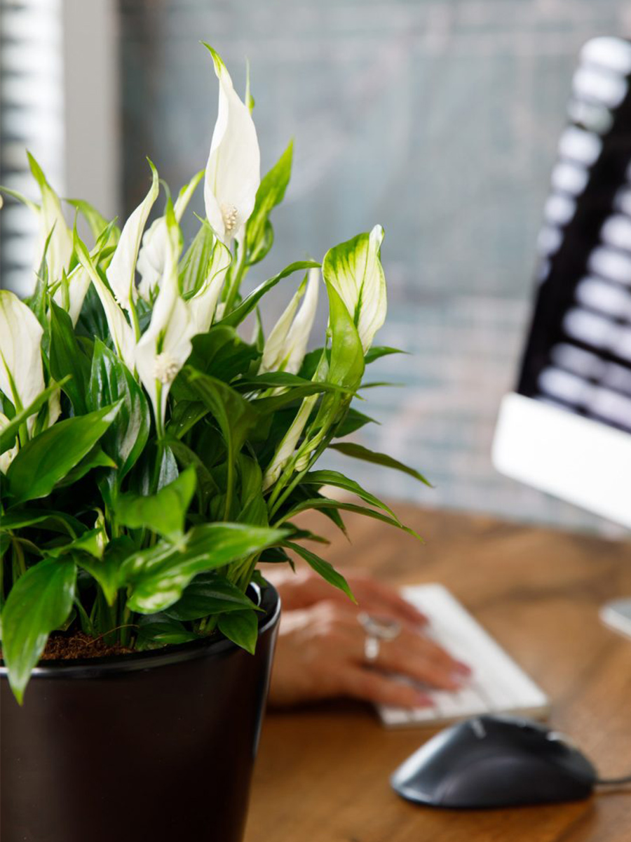 Spathiphyllum in an office Spathiphyllum in an office