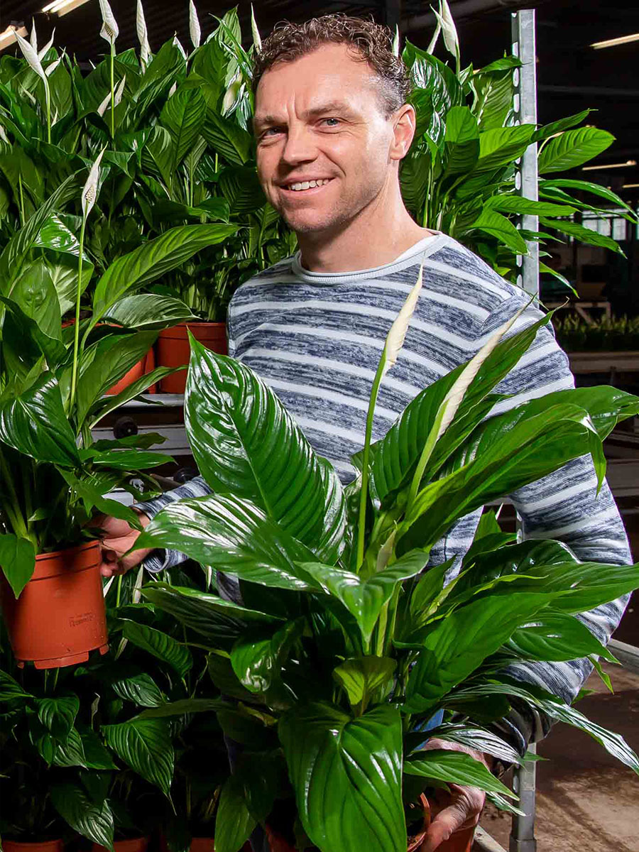 Olaf van der Voort with spathiphyllum Olaf van der Voort with spathiphyllum