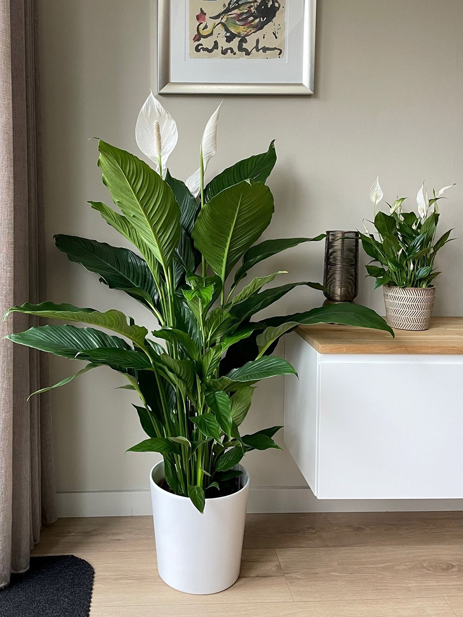 Spathiphyllum big and small Spathiphyllum big and small