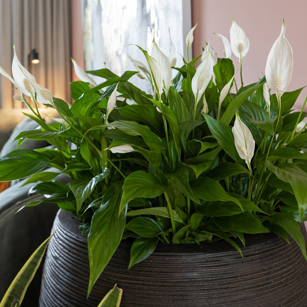 Spathiphyllums in a big grey pot Spathiphyllums in a big grey pot