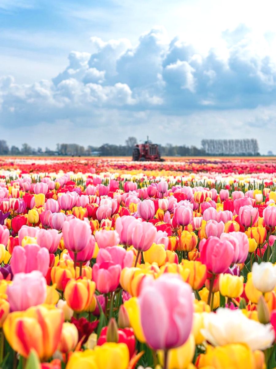 Field full of colorful Dutch tulips Field full of colorful Dutch tulips