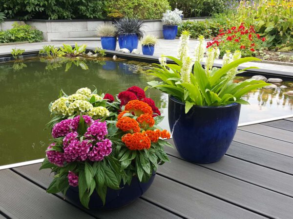 Celosia Twisted on Thursd Celosia Twisted on Thursd