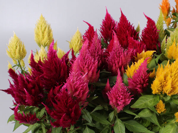 Celosia Floriosa on Thursd Celosia Floriosa on Thursd