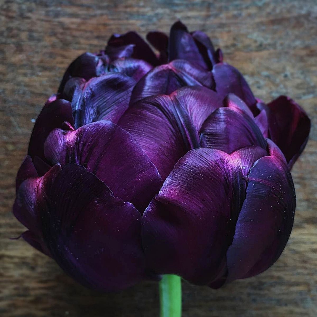 Tulip Do Black Tulips Really Exist?