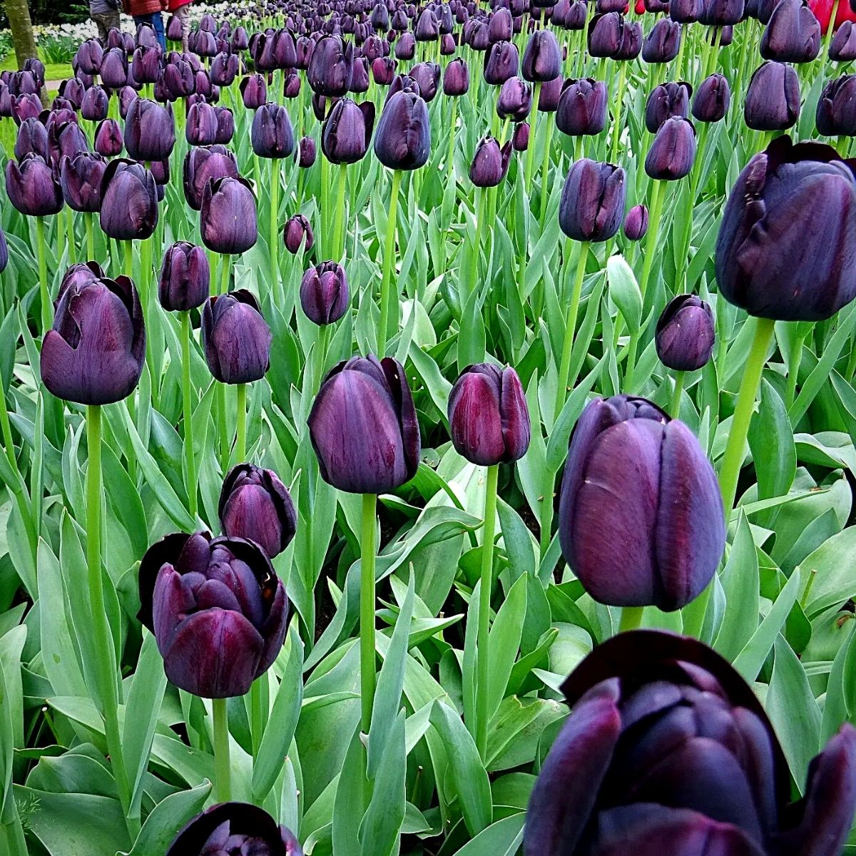 Black tulips Do Black Tulips Really Exist?