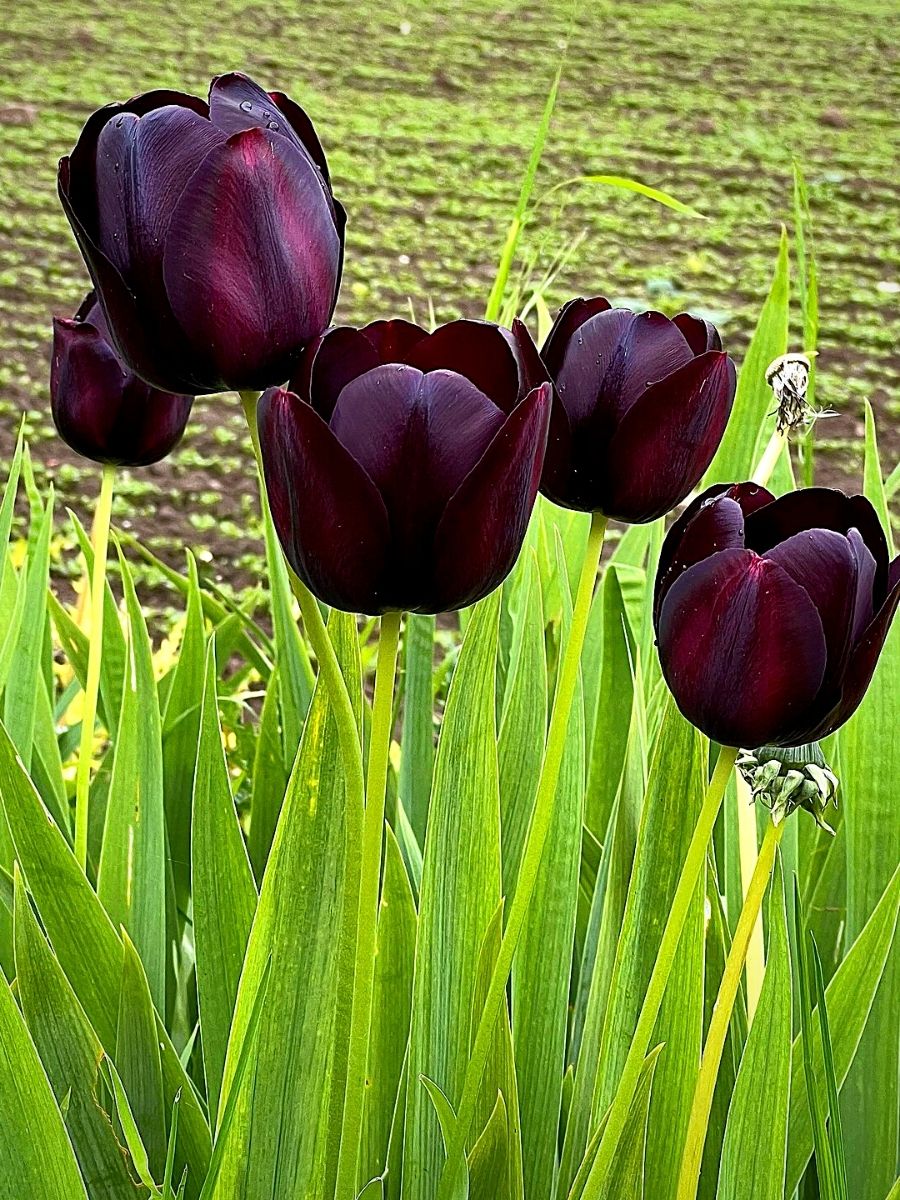 black tulips Do Black Tulips Really Exist?