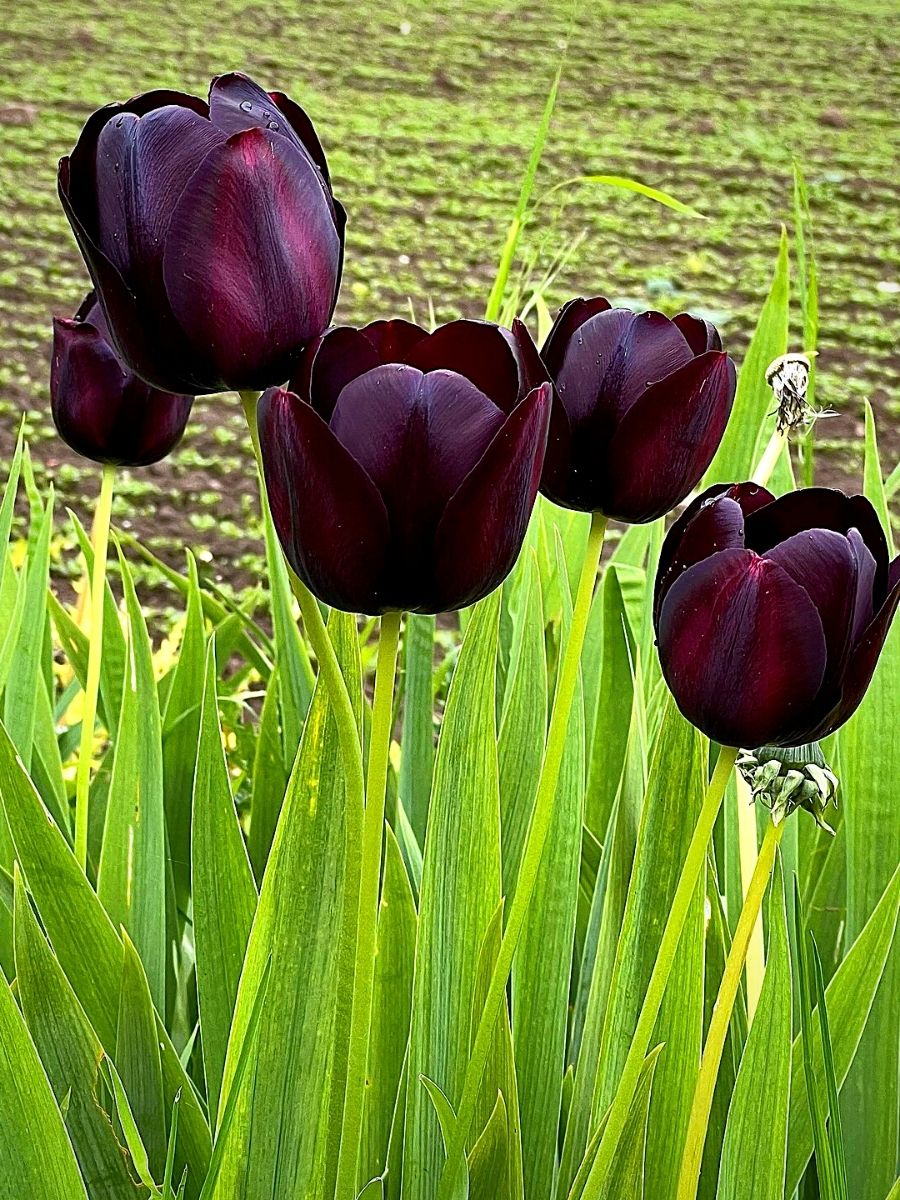 Do ​Black Tulips​ Really Exist?