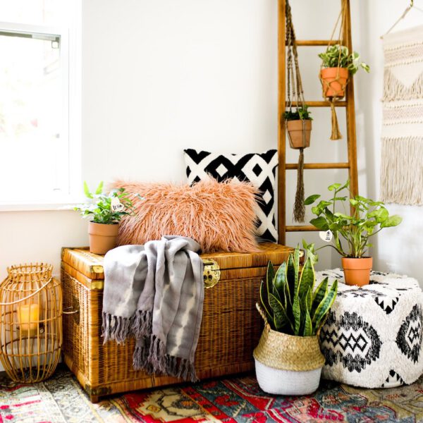 10 Plants for a Bohemian Interior 10 Plants for a Bohemian Interior