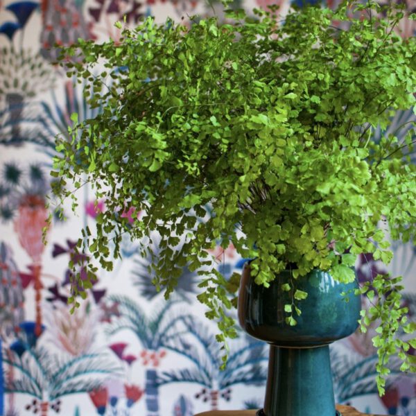 Maidenhair Fern is a beautiful plant used for interior decoration on Thursd Maidenhair Fern is a beautiful plant used for interior decoration on Thursd