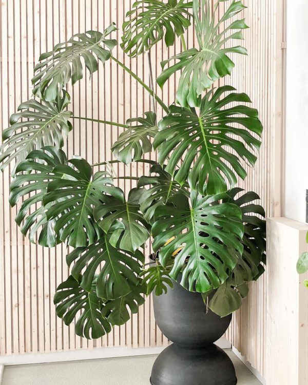 10 Plants for a Bohemian Interior Monstera Deliciosa on Thursd 10 Plants for a Bohemian Interior Monstera Deliciosa on Thursd