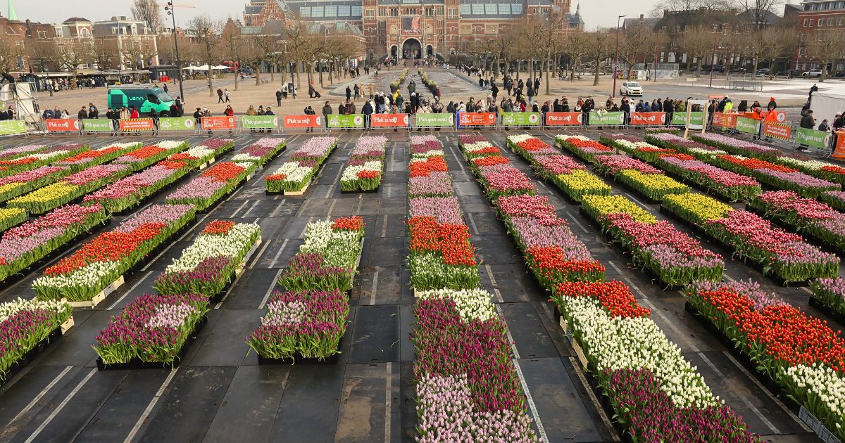 Tulips ready to be picked in Amsterdam