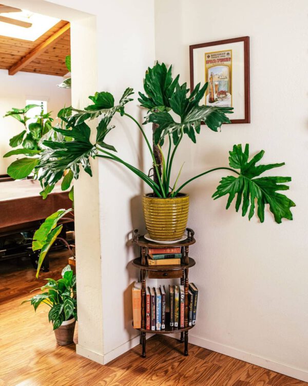 10 best plants for a bohemian interior with Philodendron Bipinnatifidum on Thursd