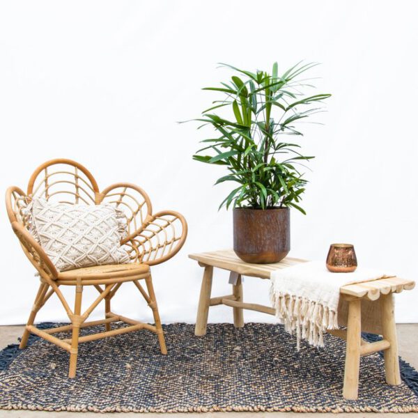 Did you know Rhapis Excelsa is an essential plant for a bohemian interior on Thursd Did you know Rhapis Excelsa is an essential plant for a bohemian interior on Thursd