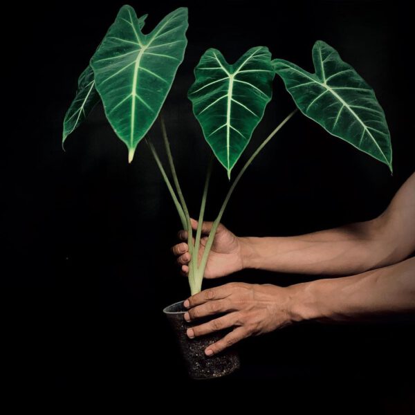 10 Plants for a Bohemian Interior Alocasia on Thursd