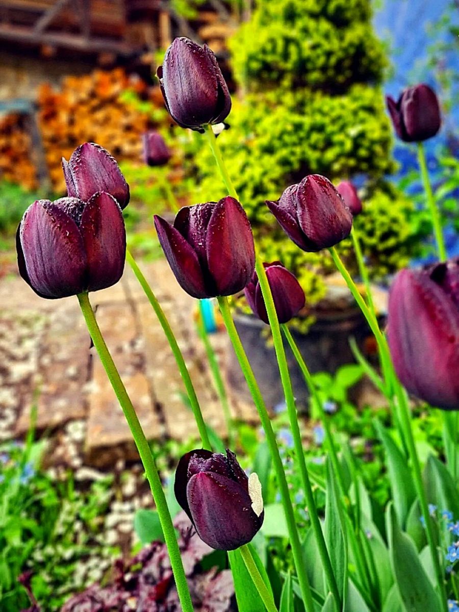 Black Tulips Black Tulips - Are They Really Black in Color?