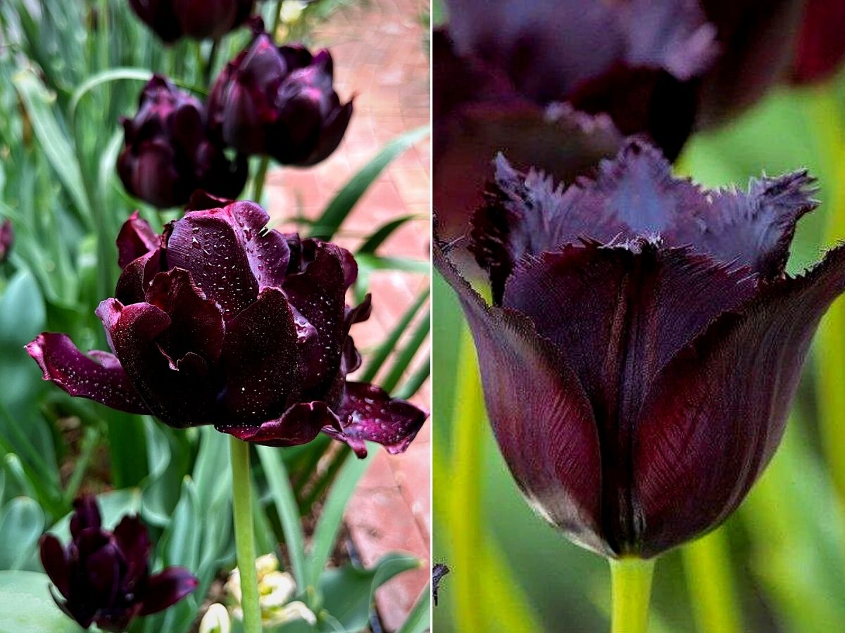 Black Tulips