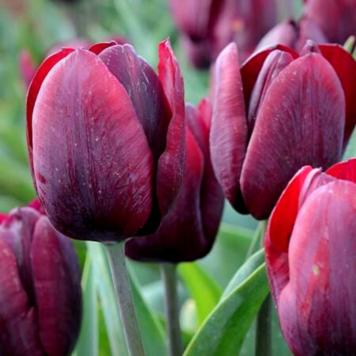 Tulip Ronaldo Black Tulip