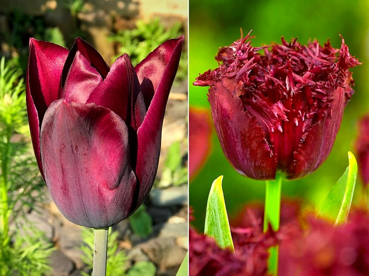 Black Tulips