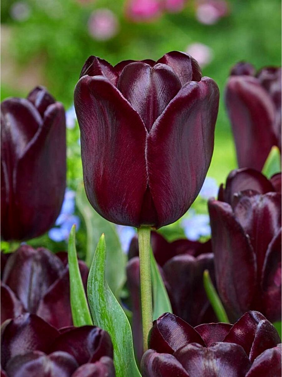 Tulip Continental Black Tulips