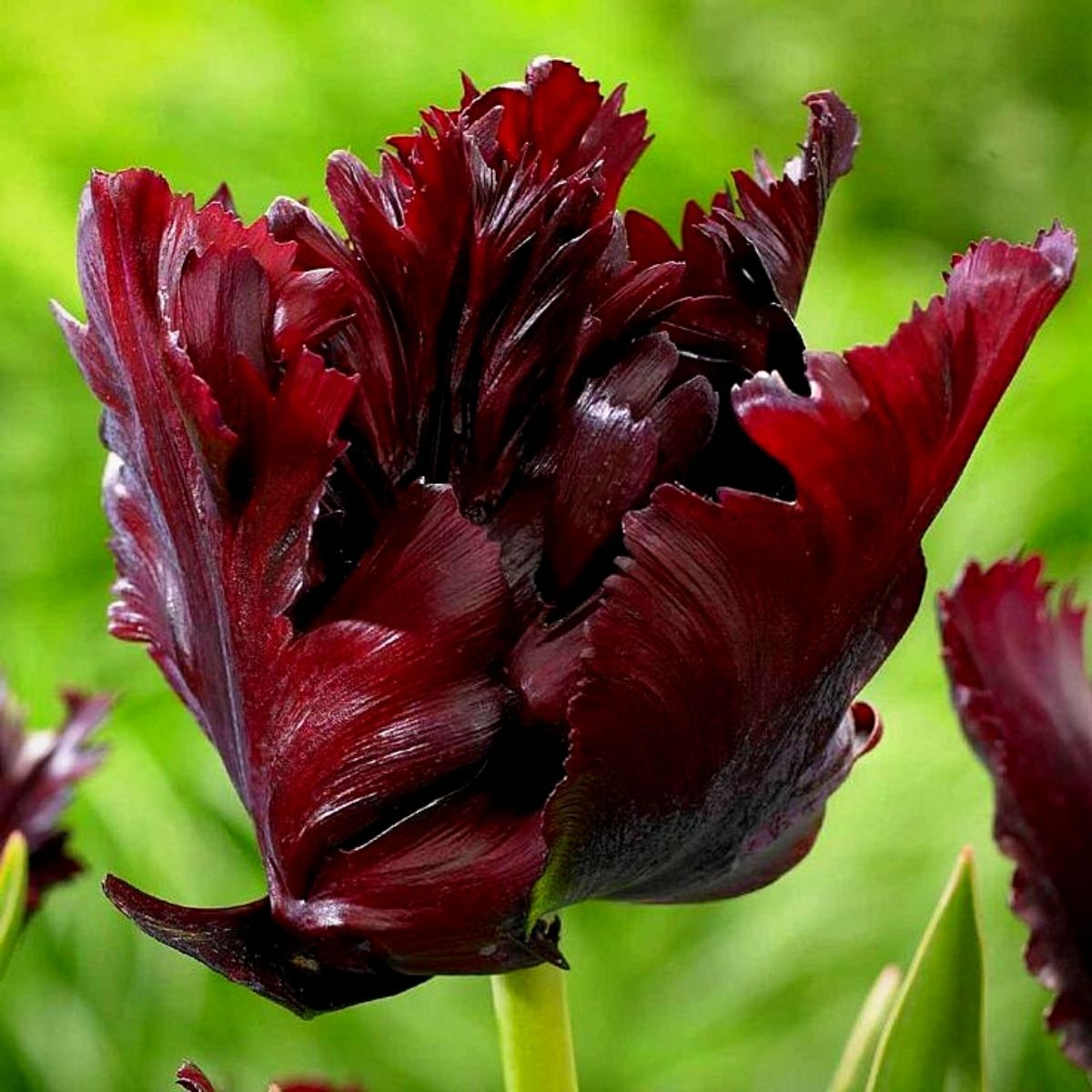 Tulip Black Parrot Black Tulips