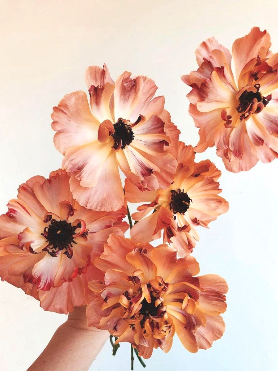 Ranunculus Charlotte from Japan Ranunculus Charlotte from Japan