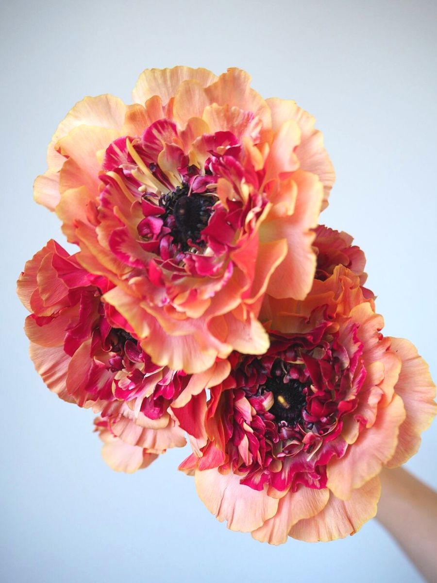 Amazing colors of Charlotte ranunculus Amazing colors of Charlotte ranunculus