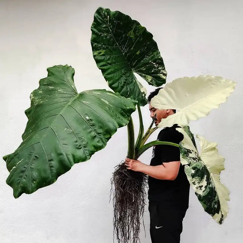 Variegated Alocasia Macrorrhiza Variegated Alocasia Macrorrhiza also known as elephant ear plant with leaves growing up to three feet tall and resembling elephant's ear