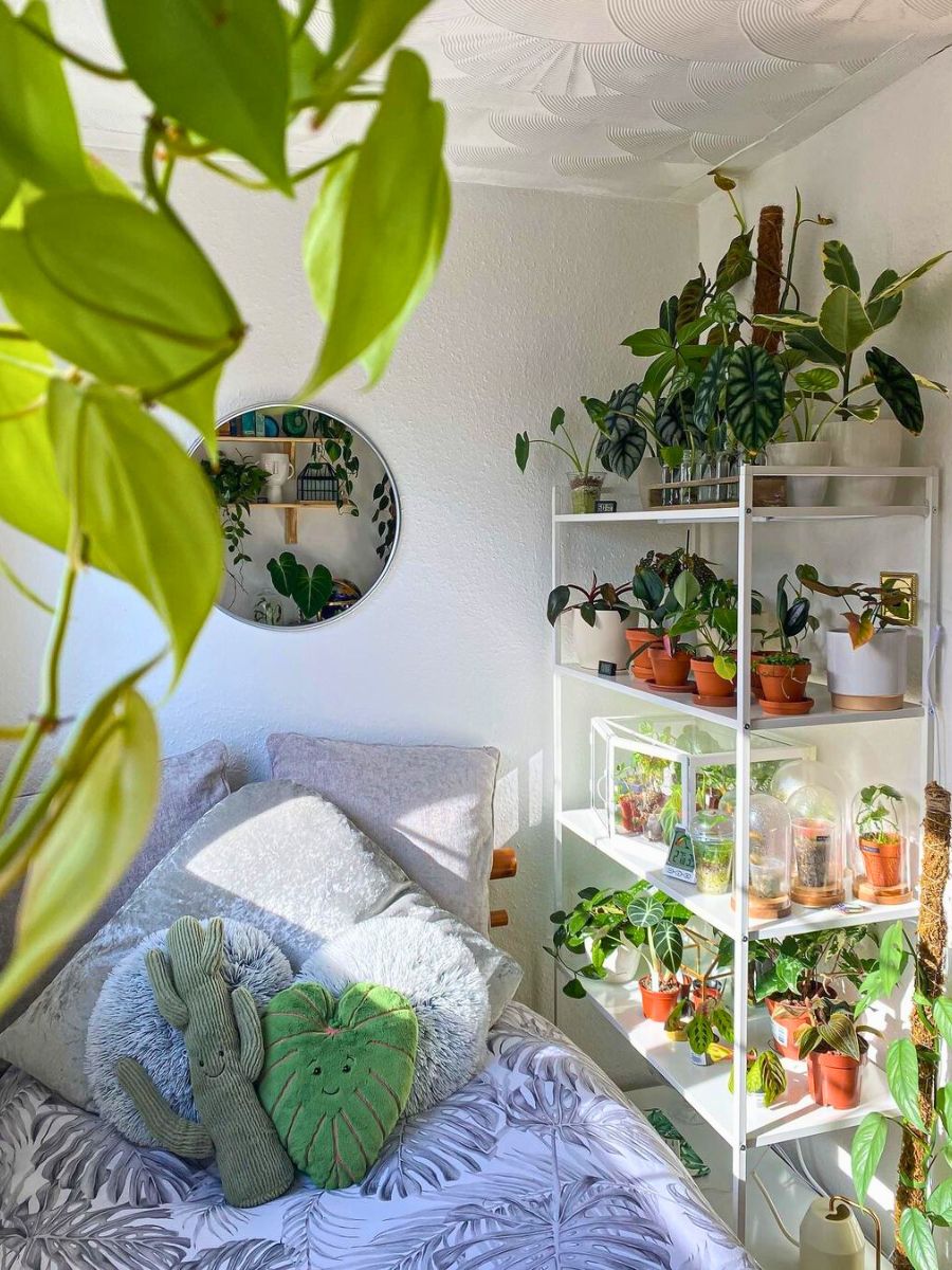 Natural lighting and a variety of houseplants Natural lighting and a variety of houseplants