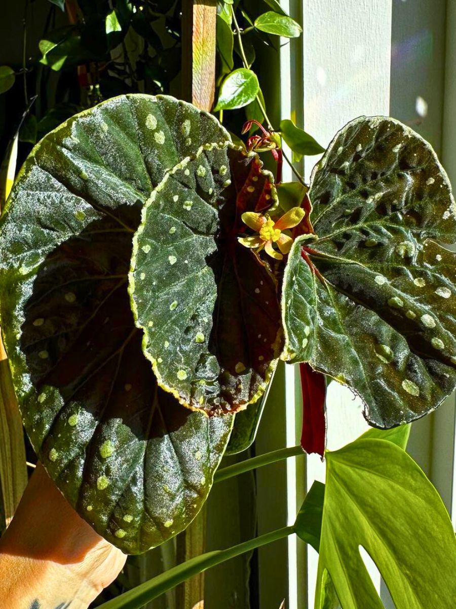 Begonia darthvaderiana receving full light Begonia darthvaderiana receving full light