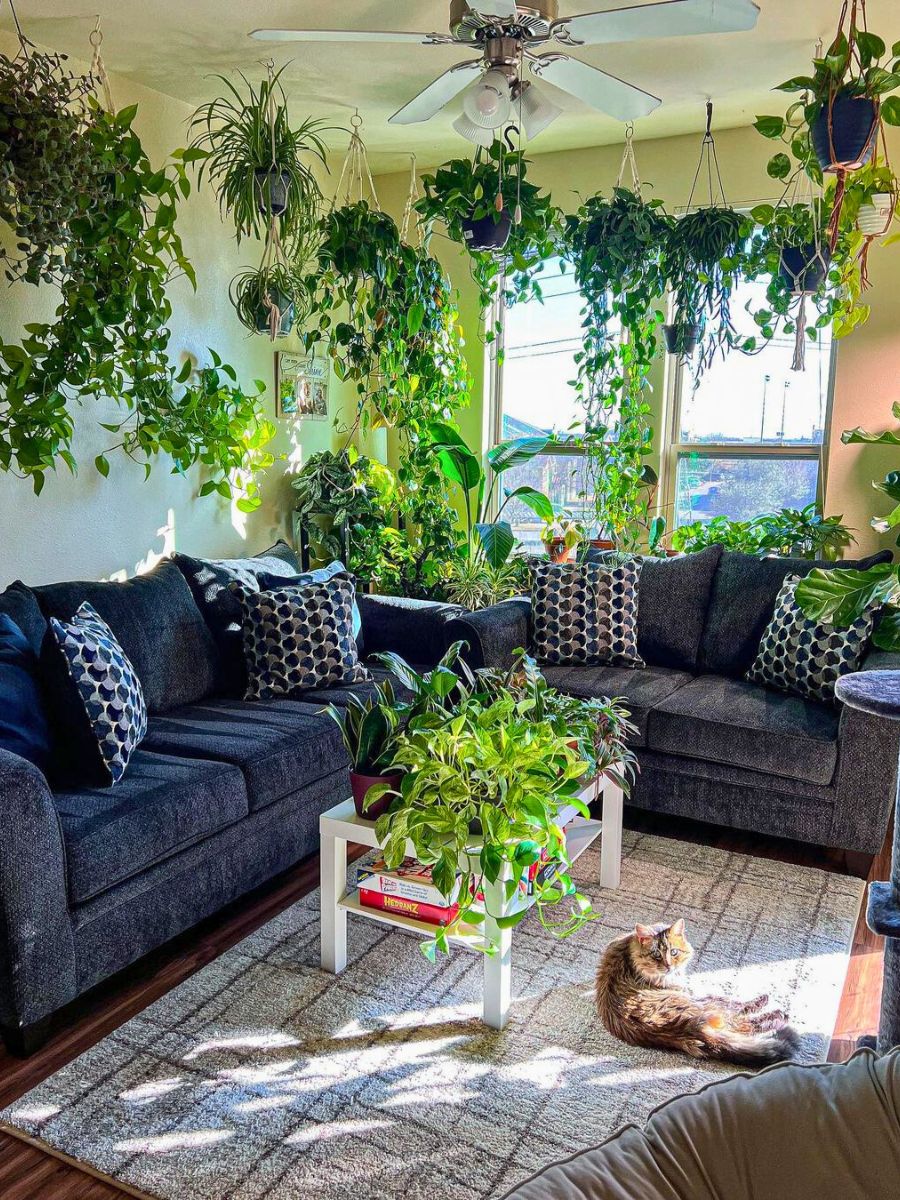 Plants receiving what is direct sunlight Plants receiving what is direct sunlight