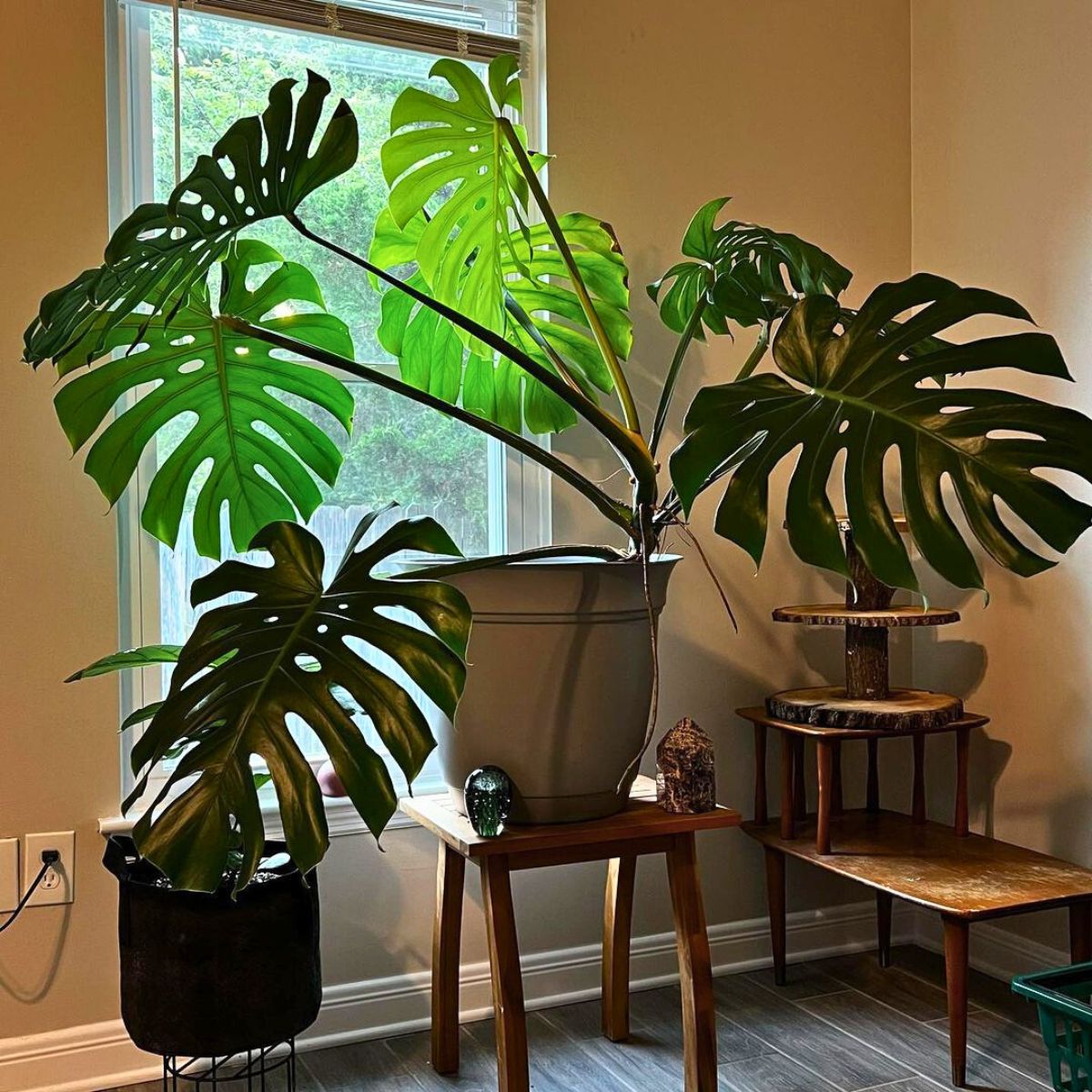 A monstera plant in bright indirect light A monstera plant in bright indirect light