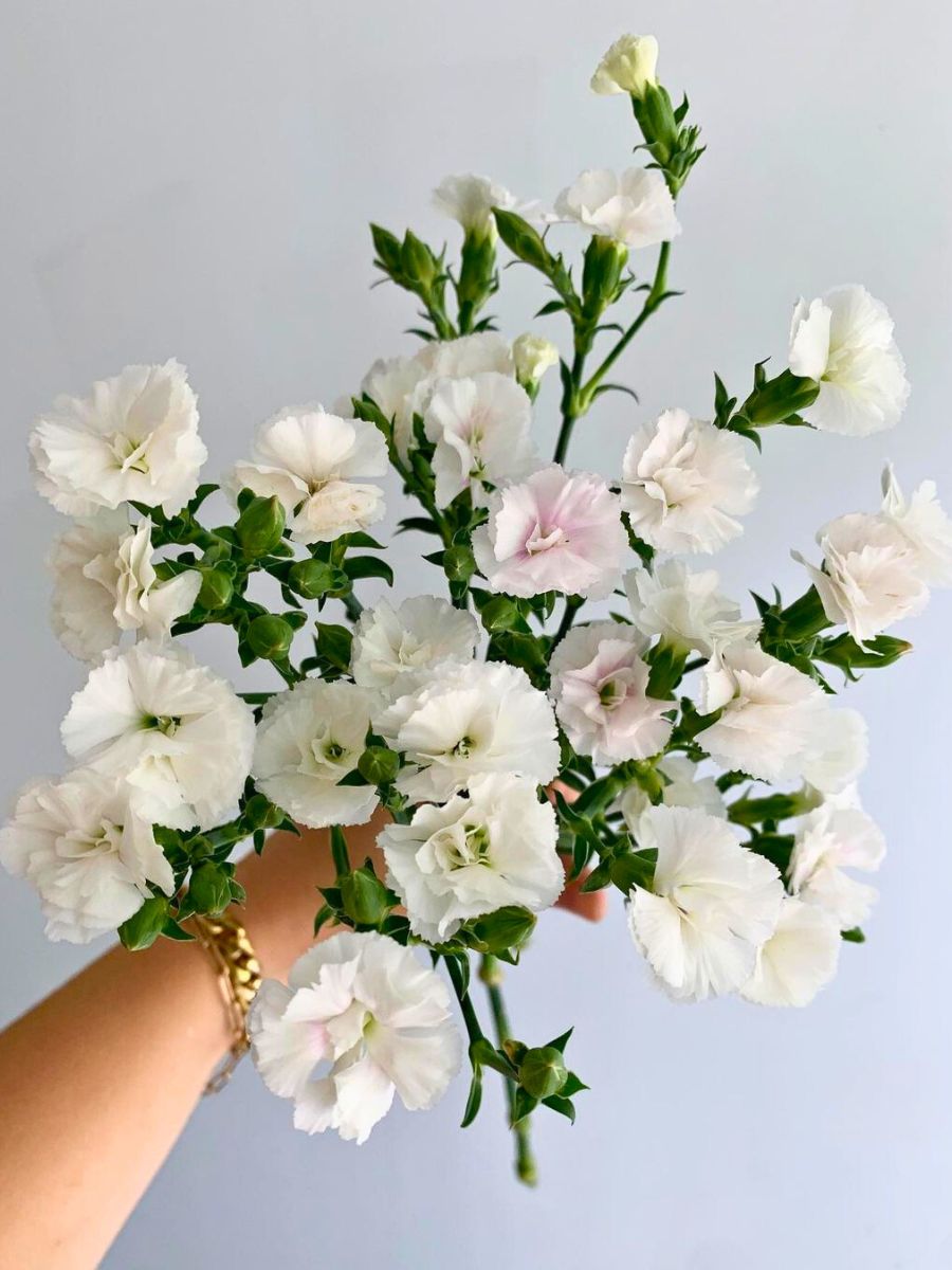 White carnations in a bouquet as a gift for IWD