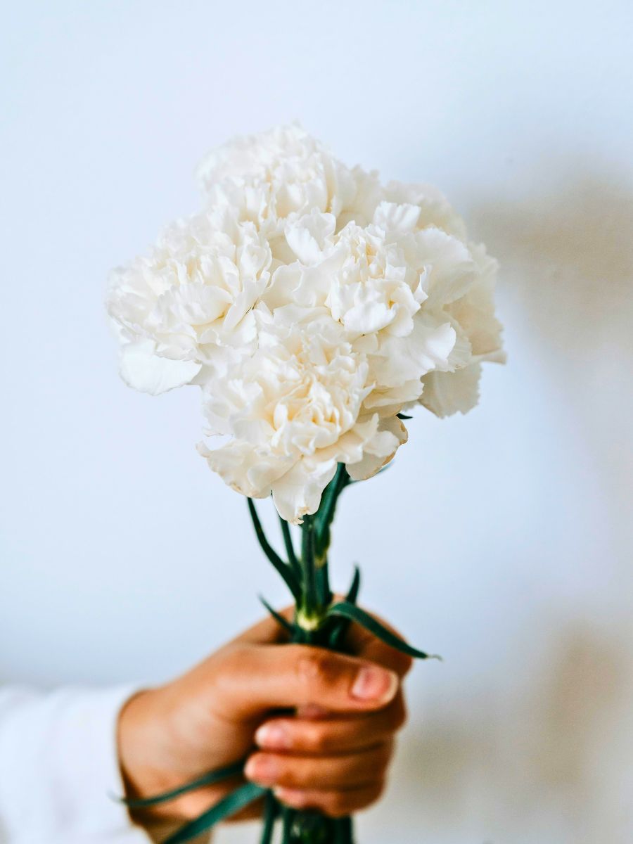 White carnations for International Womens Day