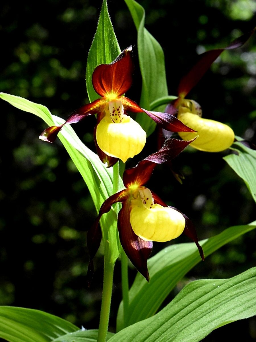 Cypripedium Is a Pearl in Your Garden