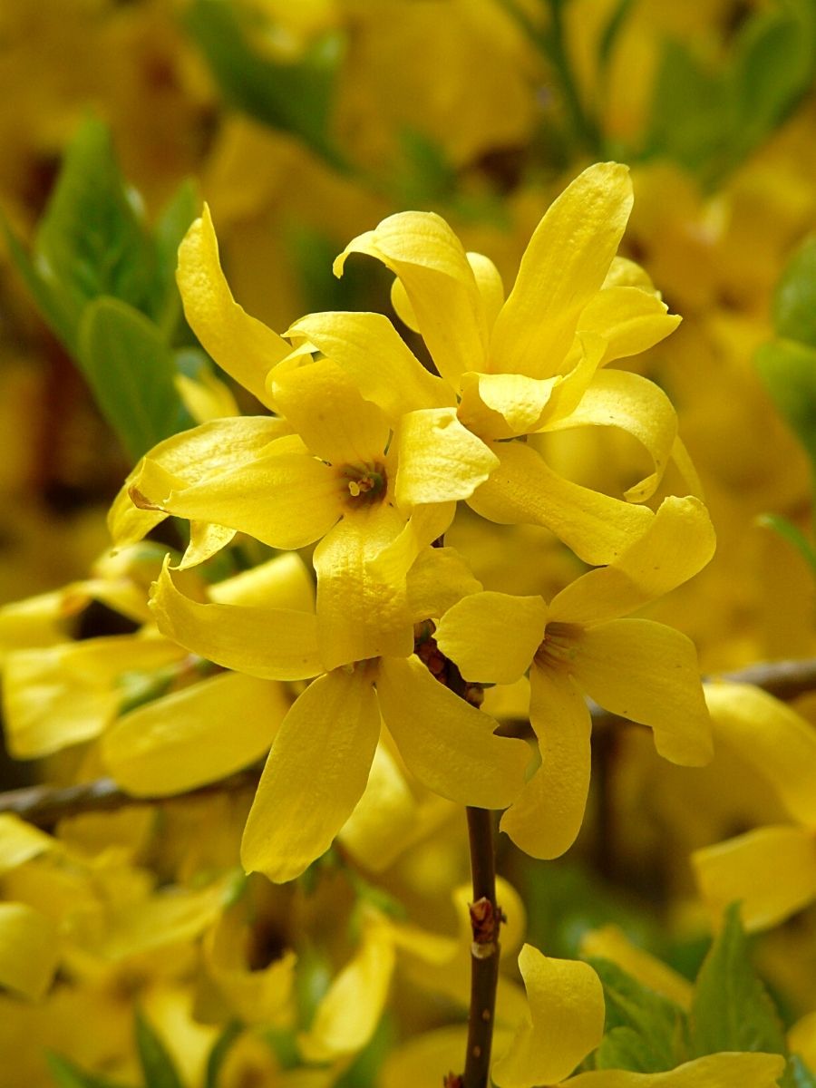 Yellow Flowers and Their Meanings