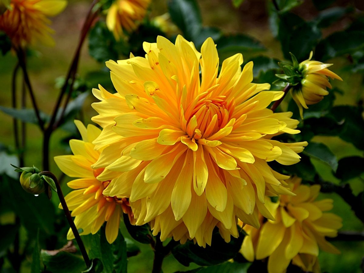 Yellow Flowers and Their Meanings